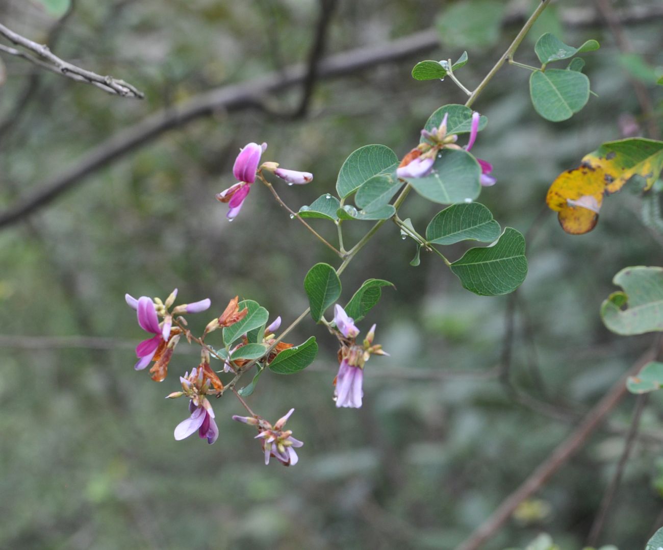 Image of Lespedeza bicolor specimen.