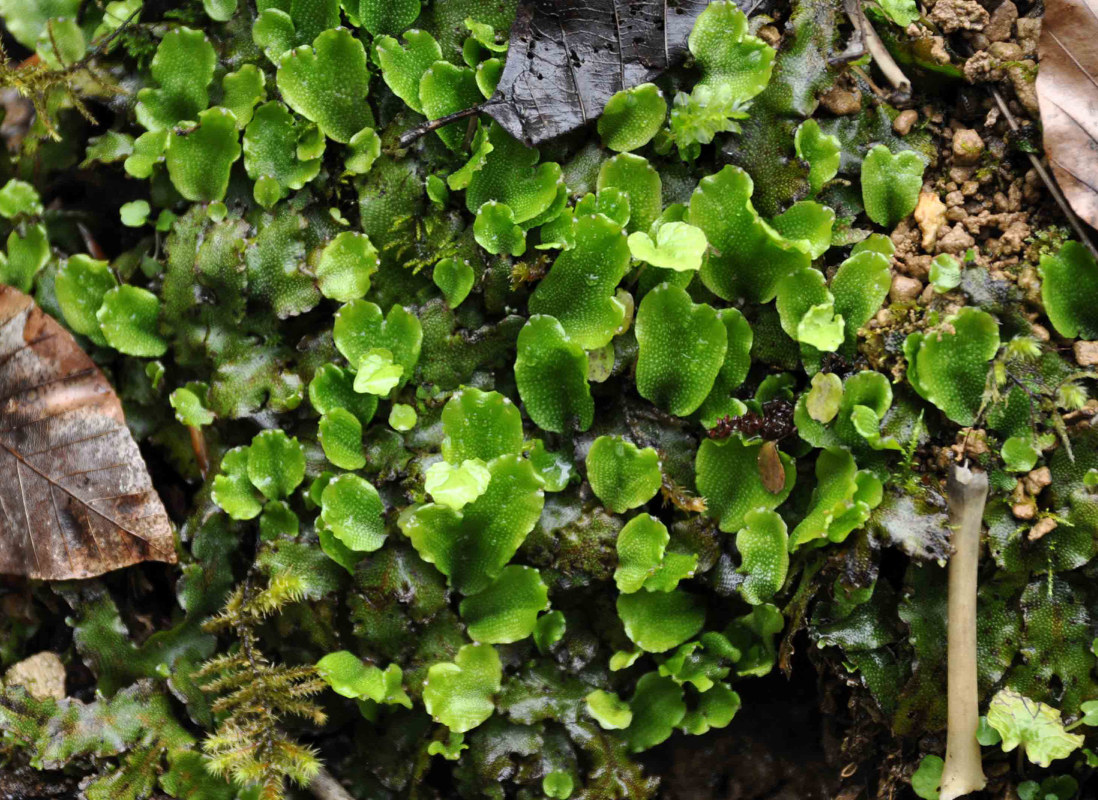 Image of Conocephalum conicum specimen.