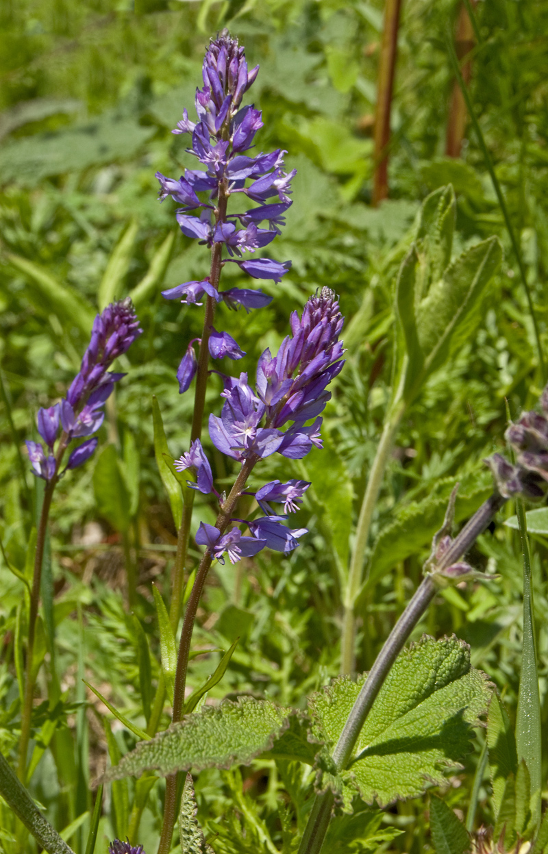 Image of Polygala wolfgangiana specimen.