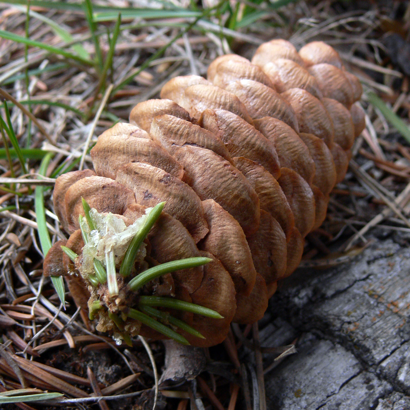 Изображение особи Picea obovata.