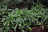 Oleandra pistillaris. Вегетирующие растения. Малайзия, Камеронское нагорье, ≈ 1500 м н.у.м., влажный тропический лес. 03.05.2017.