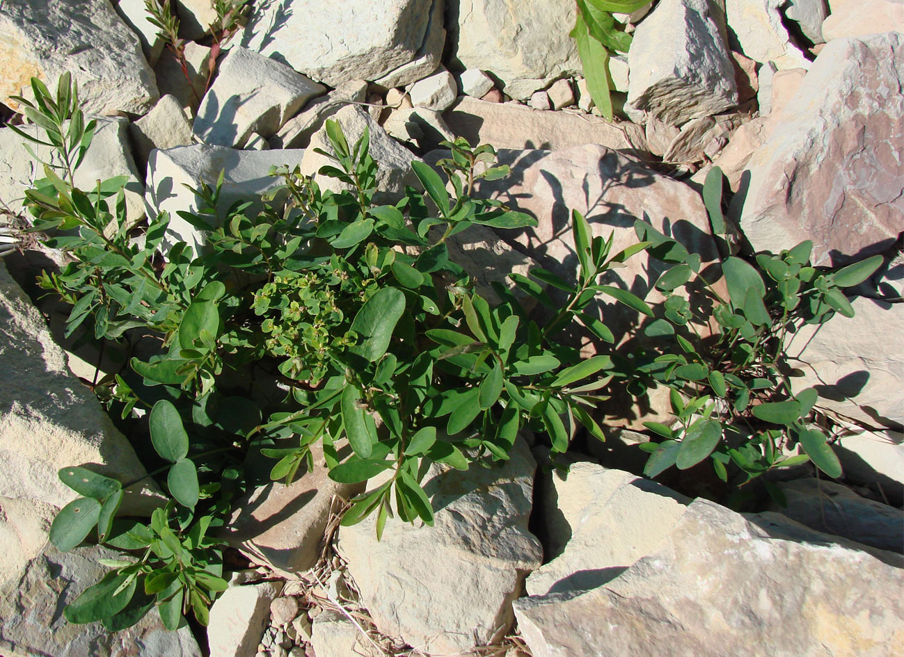 Image of Euphorbia esula specimen.