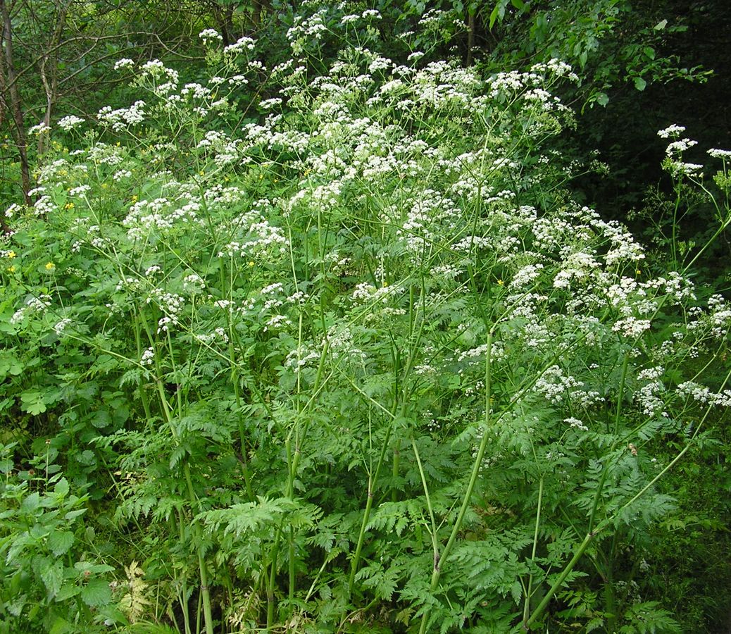 Изображение особи Anthriscus sylvestris.