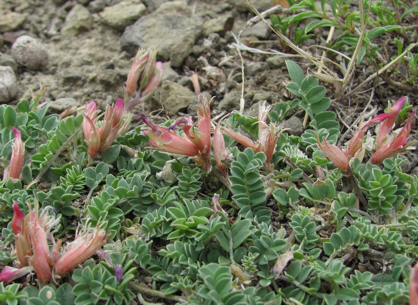 Image of Astragalus buschiorum specimen.