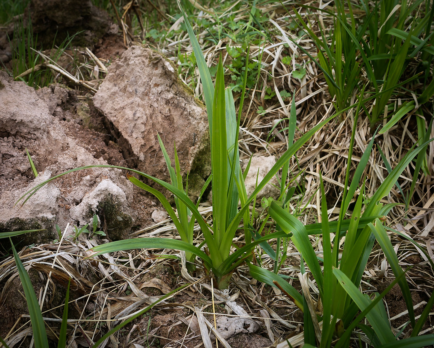 Изображение особи Scirpus sylvaticus.