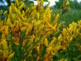 Genista tinctoria. Соцветия. Чувашия, окрестности г. Шумерля, пойма р. Сура, Паланские пески. 4 июля 2007 г.