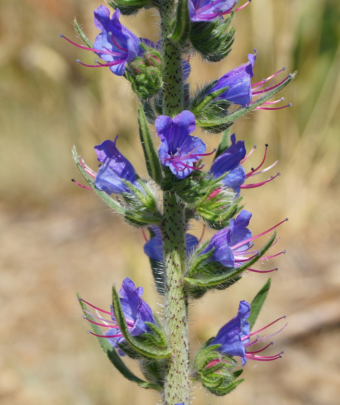 Изображение особи Echium vulgare.