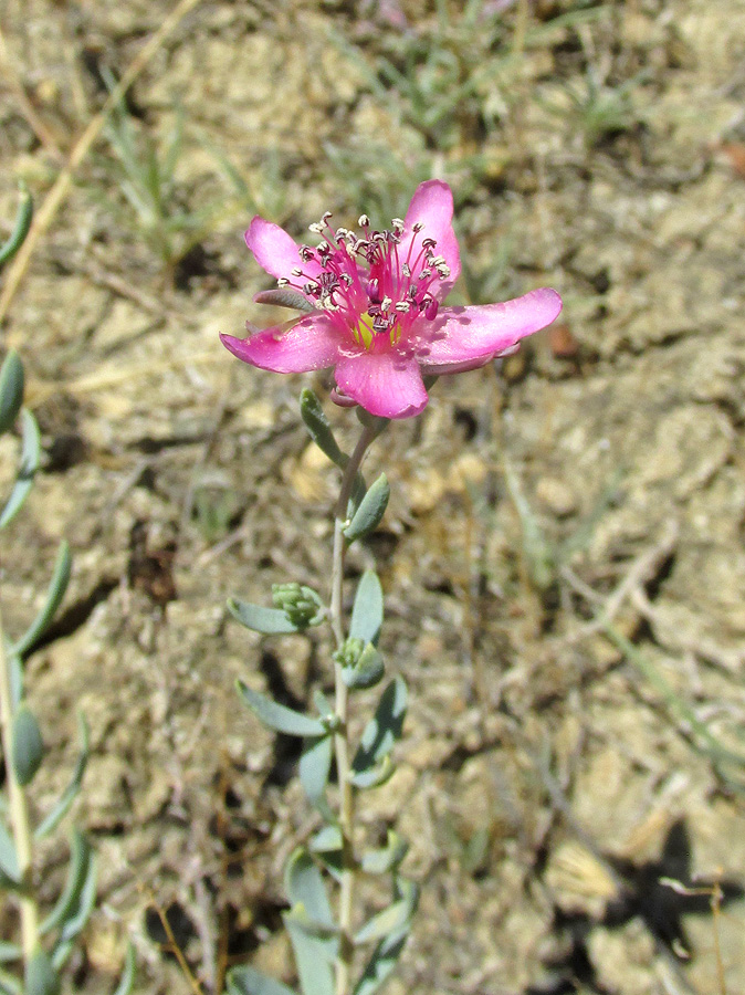 Image of Reaumuria cistoides specimen.