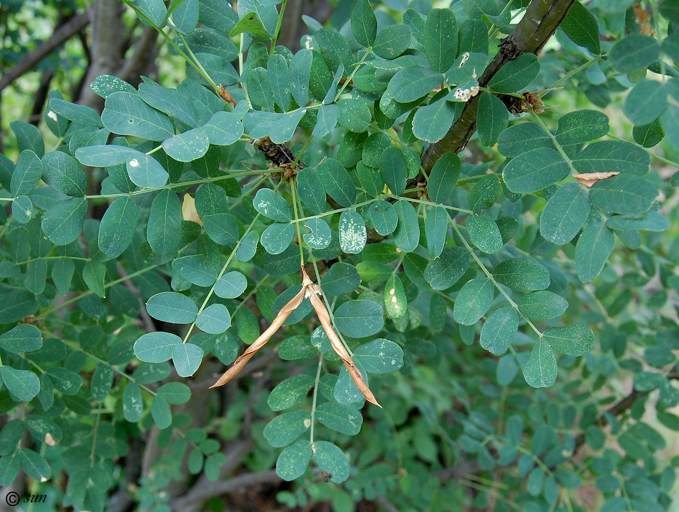 Image of Caragana arborescens specimen.