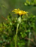 Scorzonera austriaca