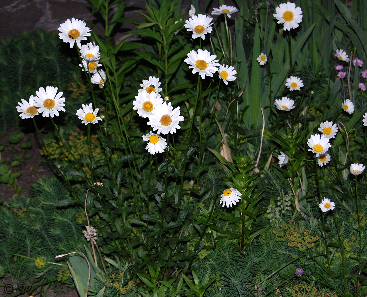 Image of Leucanthemum vulgare specimen.