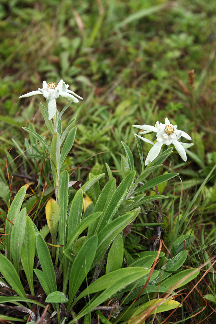 Image of Leontopodium palibinianum specimen.