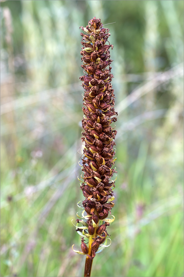 Image of Gymnadenia densiflora specimen.