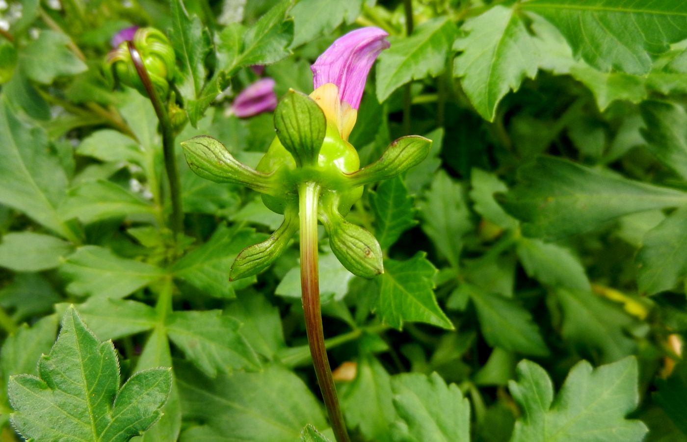 Image of Dahlia sherffii specimen.