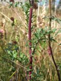 Senecio jacobaea