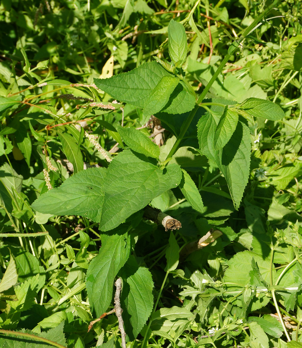 Изображение особи Scrophularia nodosa.