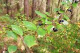 Cotoneaster lucidus