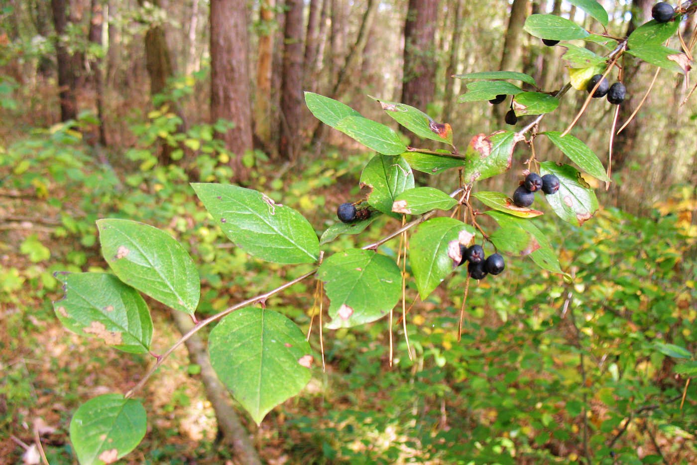 Изображение особи Cotoneaster lucidus.