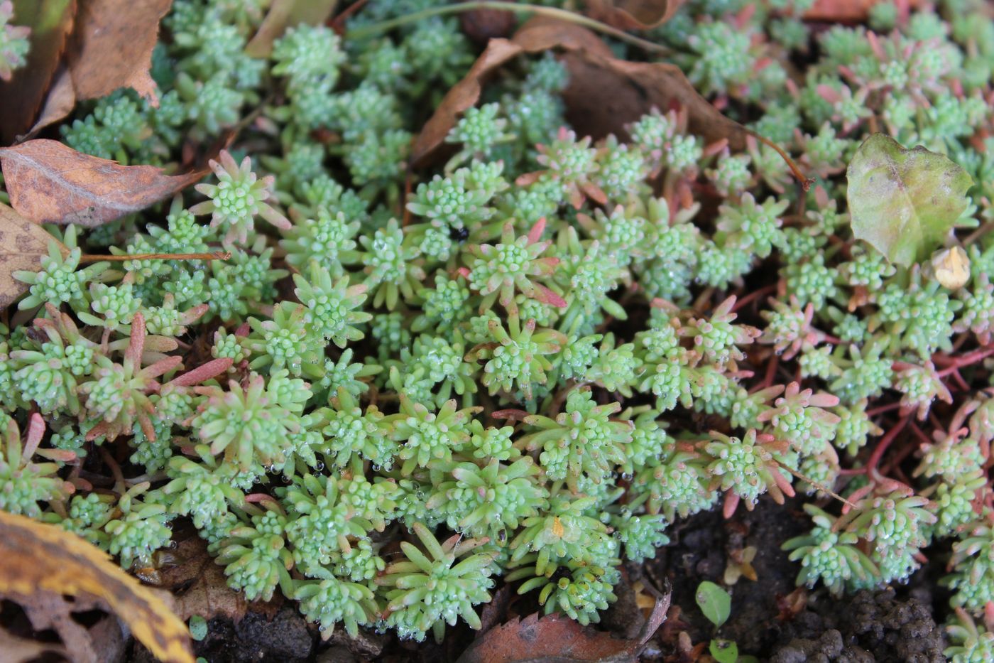 Image of Sedum pallidum ssp. bithynicum specimen.