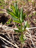 Galium boreale