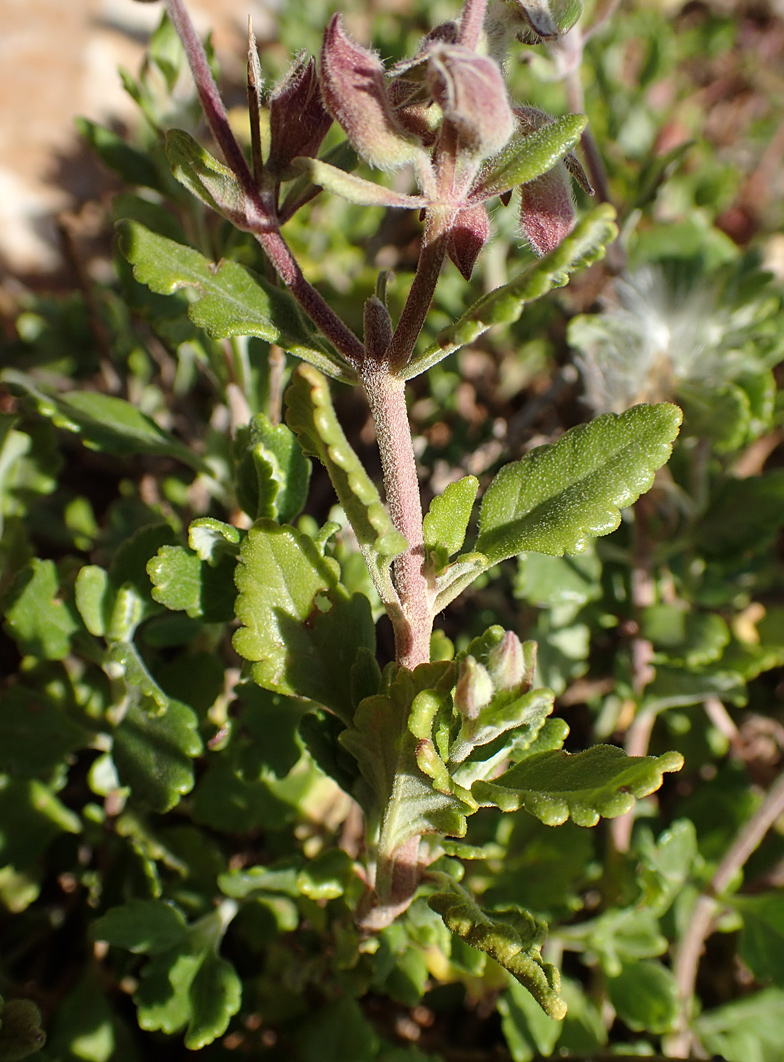 Image of Teucrium divaricatum specimen.