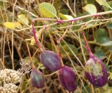 Capparis herbacea