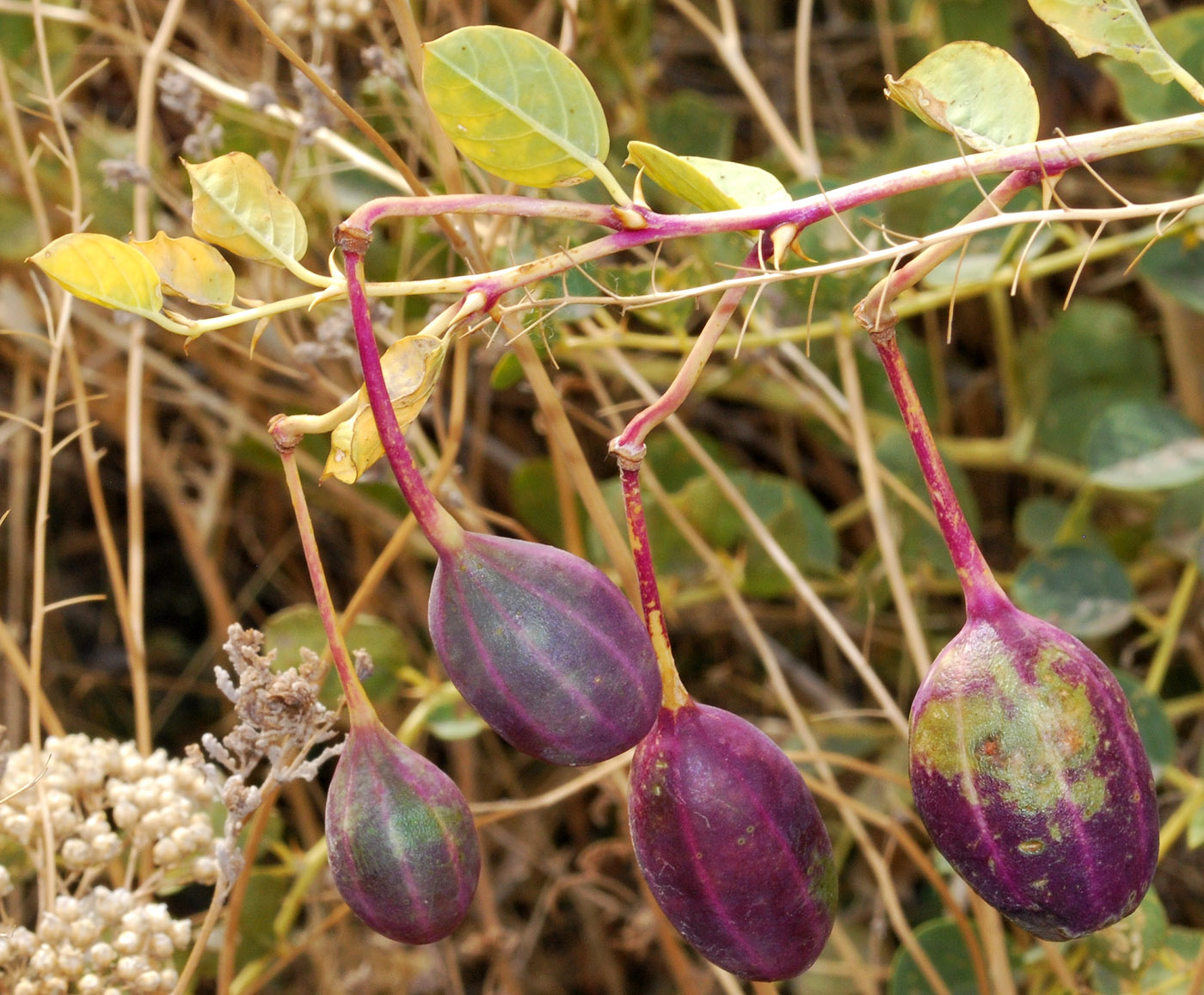 Изображение особи Capparis herbacea.