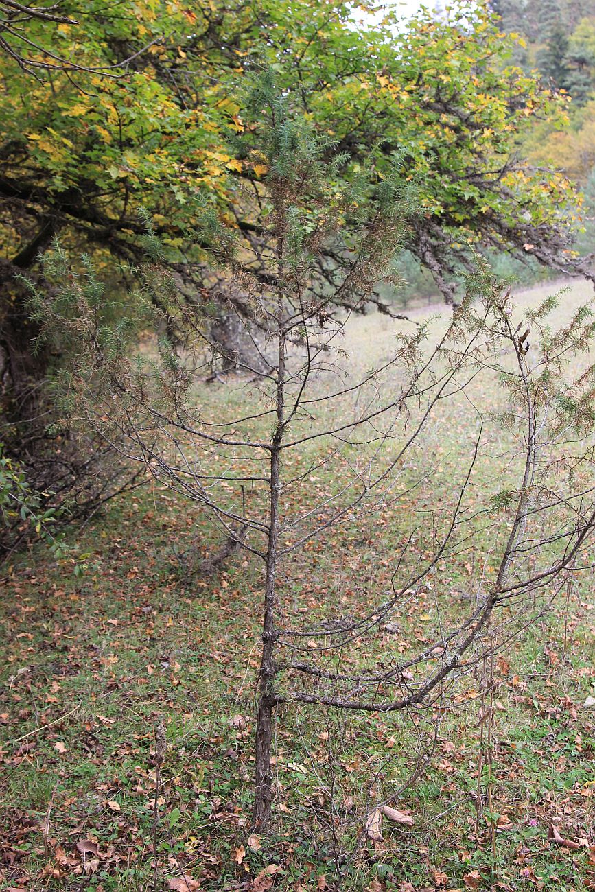 Image of Juniperus oblonga specimen.