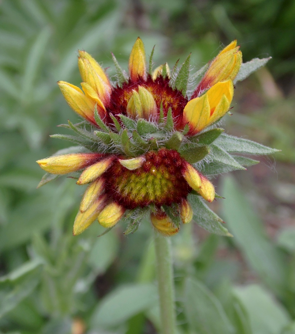 Изображение особи род Gaillardia.