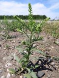 Lepidium densiflorum