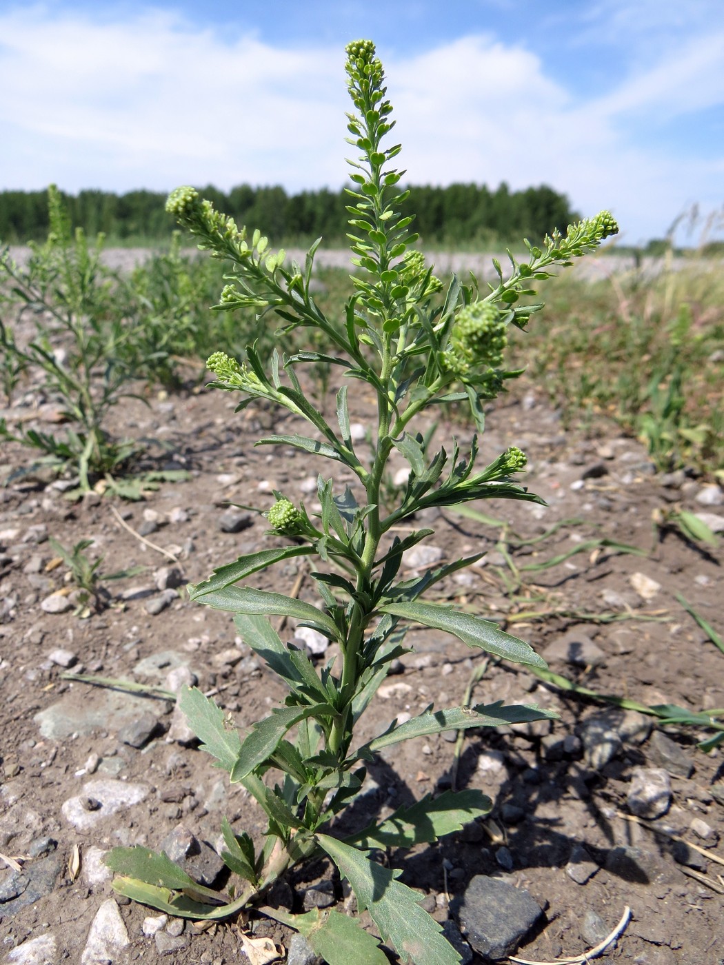 Image of Lepidium densiflorum specimen.