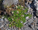 Antennaria dioica