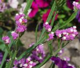 Limonium sinuatum