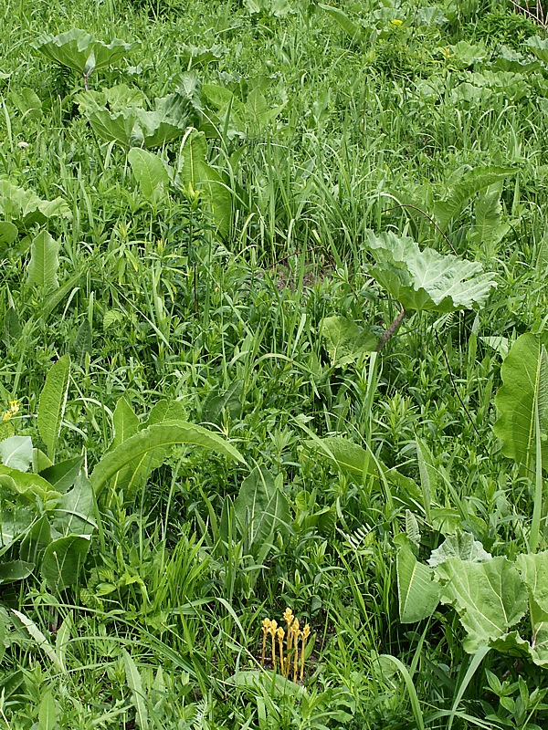 Image of Orobanche flava specimen.