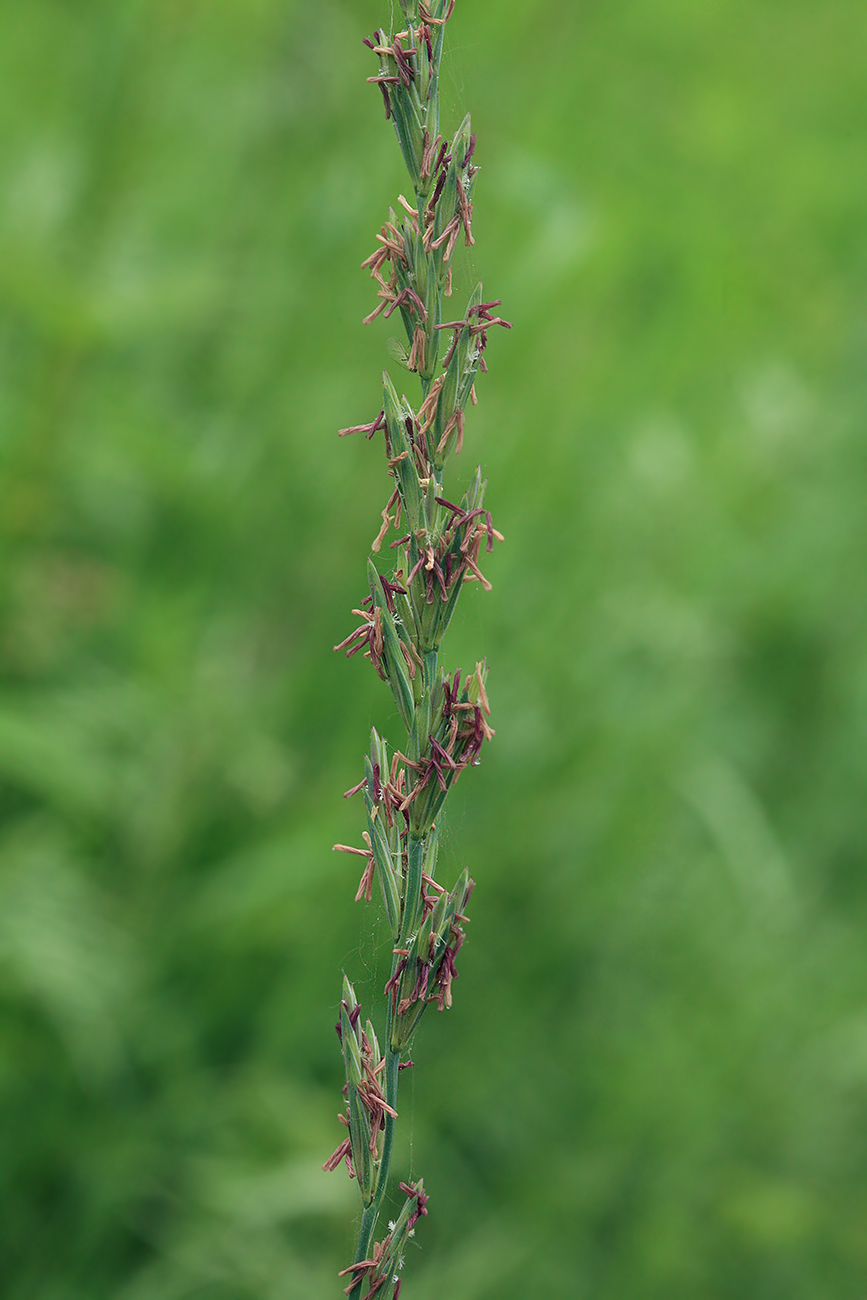 Image of Elytrigia repens specimen.