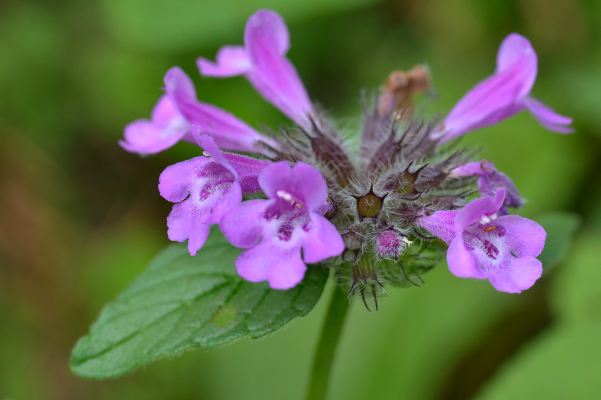 Image of genus Clinopodium specimen.