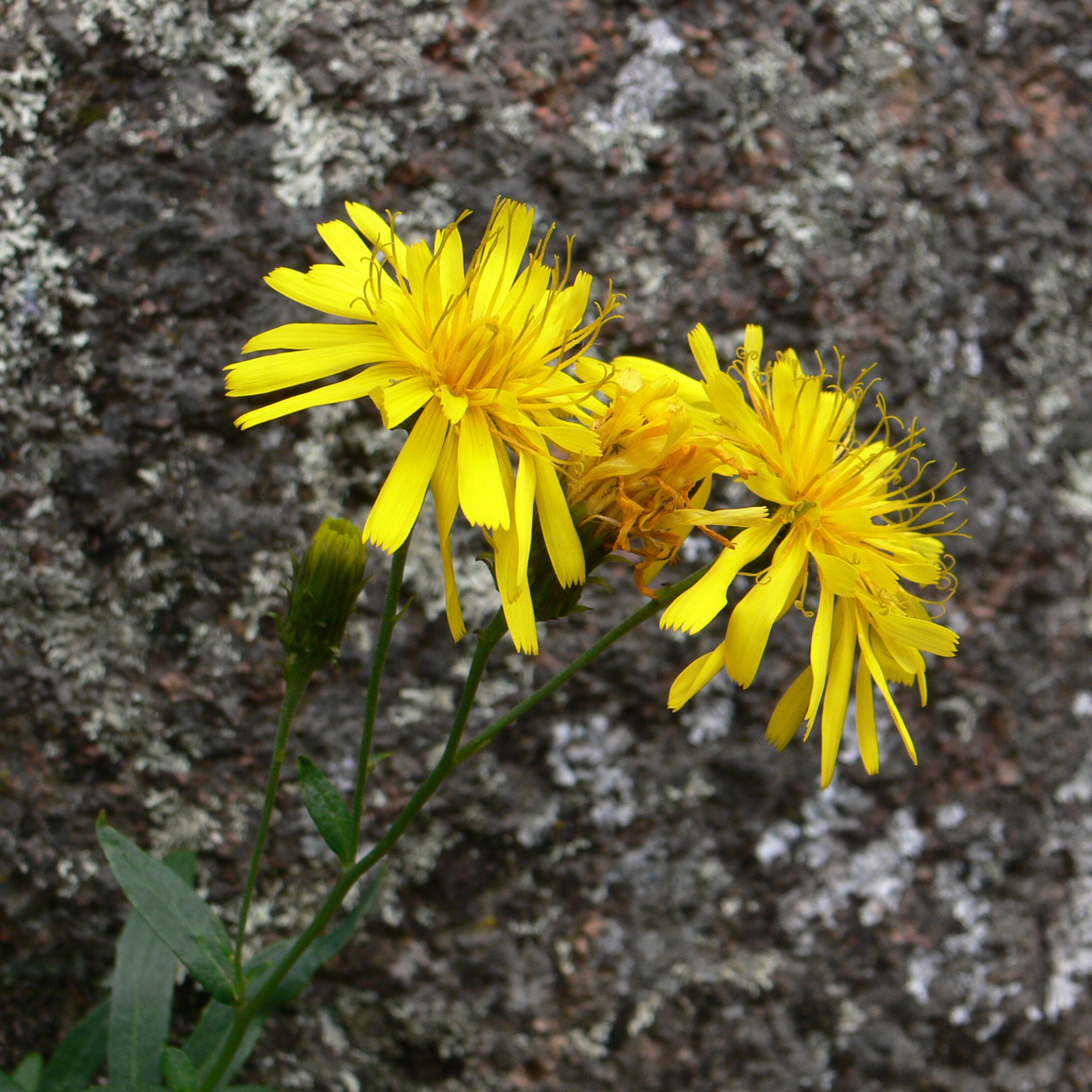 Изображение особи Hieracium umbellatum.