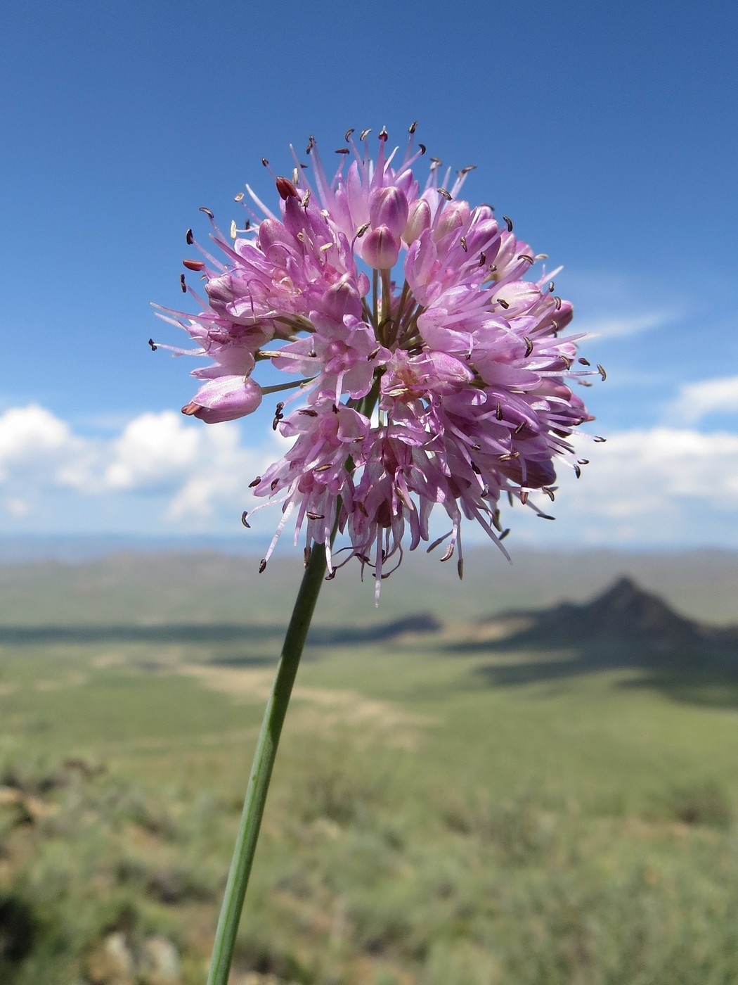 Image of Allium senescens ssp. glaucum specimen.