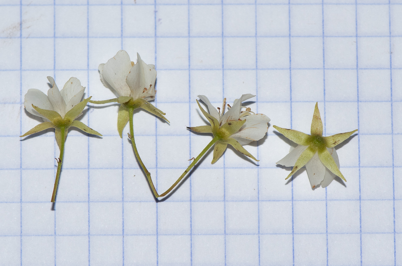 Image of Dombeya kirkii specimen.