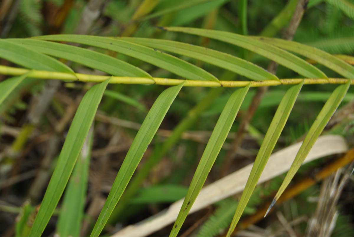 Изображение особи Arundina graminifolia.