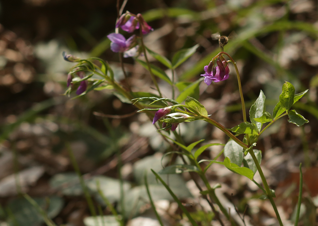 Изображение особи Lathyrus vernus.