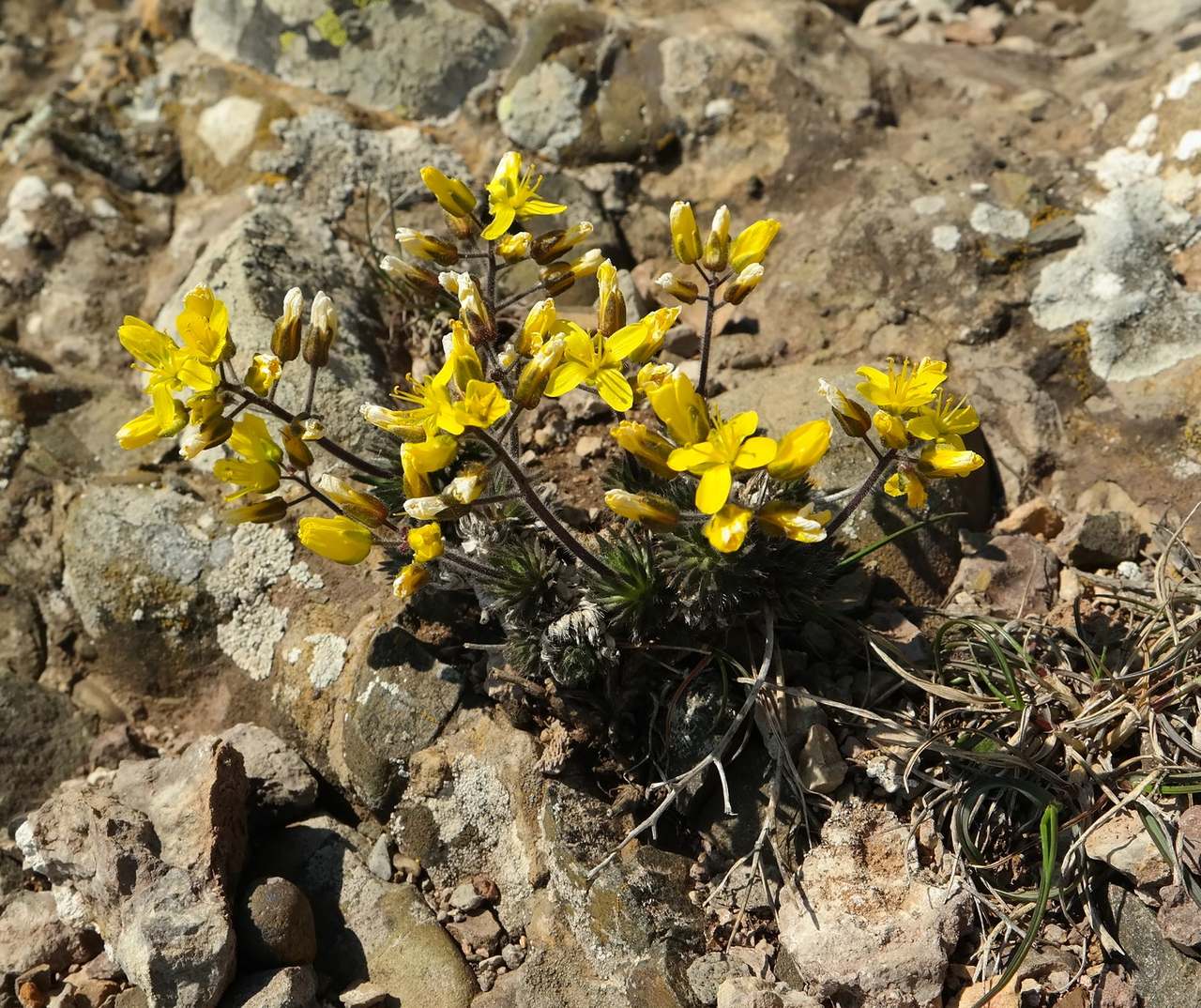 Изображение особи Draba cuspidata.