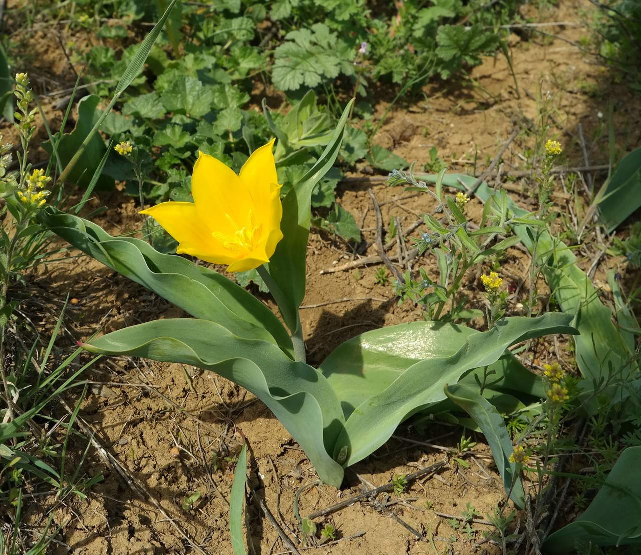 Image of Tulipa suaveolens specimen.