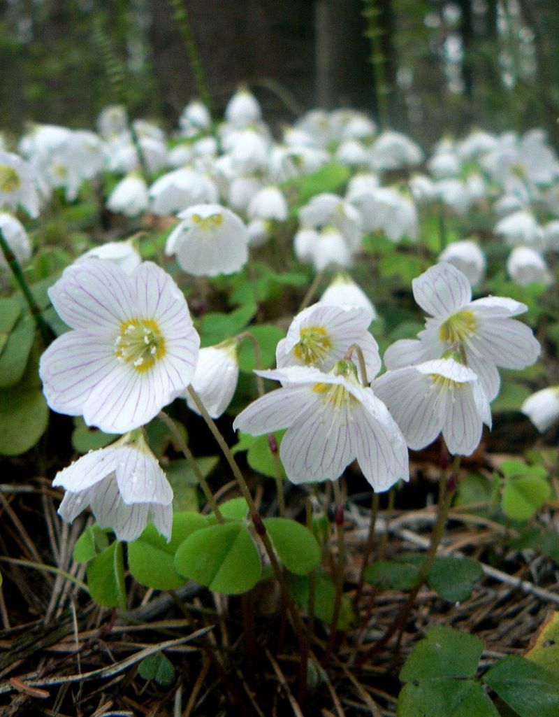 Изображение особи Oxalis acetosella.