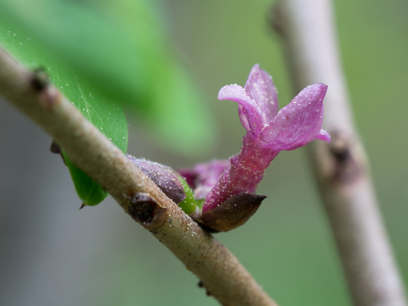 Изображение особи Daphne mezereum.