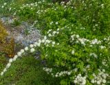 род Spiraea. Цветущее растение. Казахстан, Восточно-Казахстанская обл., г. Усть-Каменогорск, городской парк Жастар. 20.05.2019.