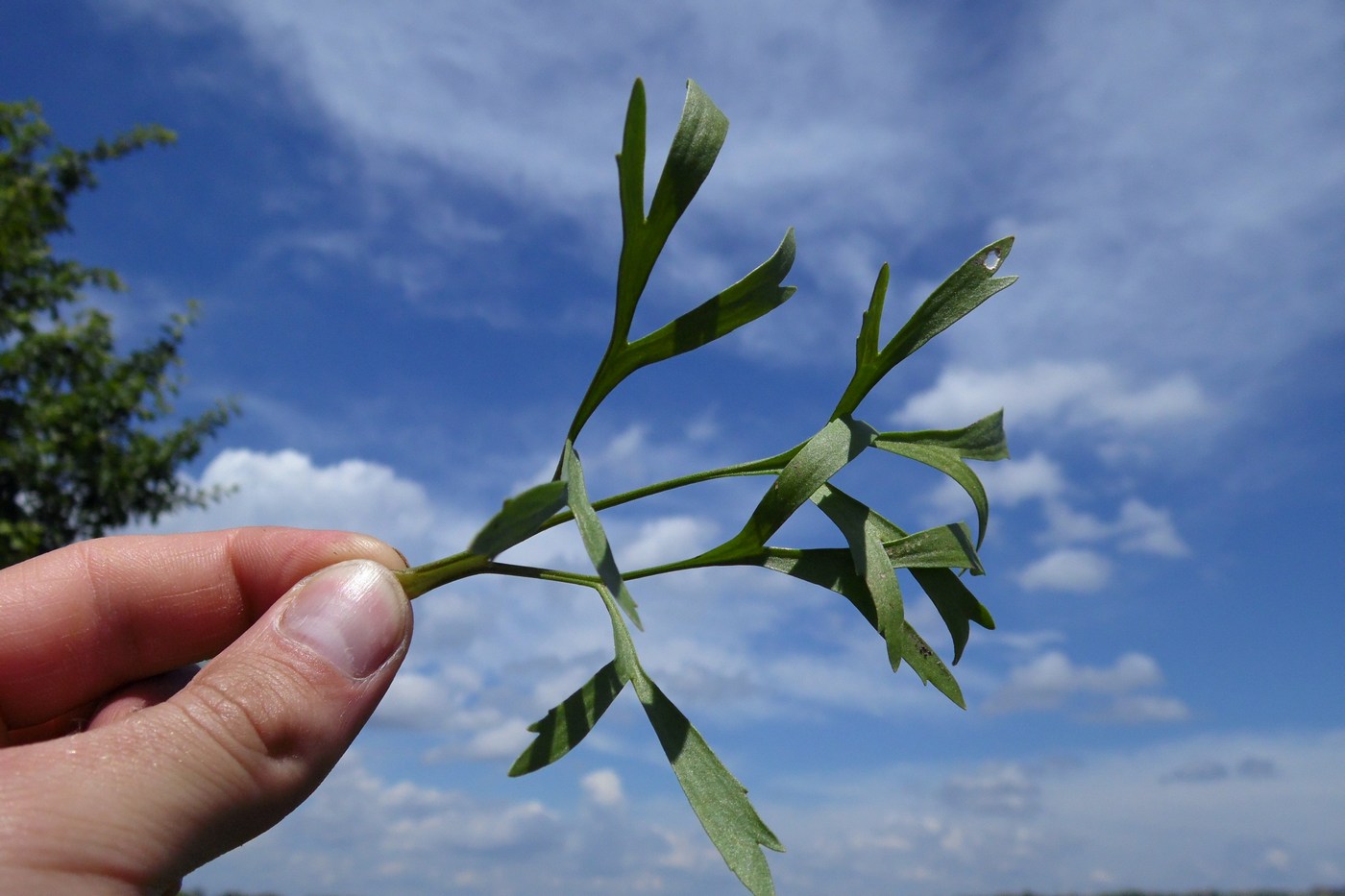 Image of Ranunculus arvensis var. tuberculatus specimen.