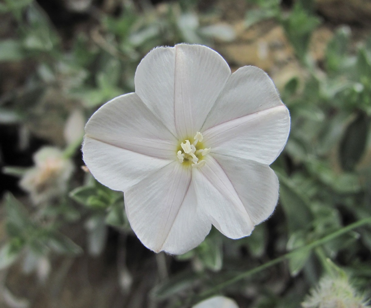 Изображение особи Convolvulus ruprechtii.