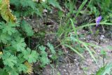 Geranium ferganense