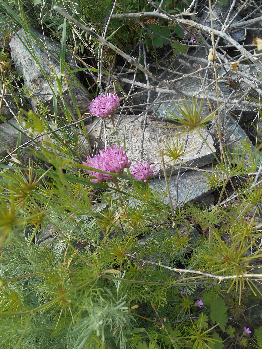 Image of genus Pseudosedum specimen.